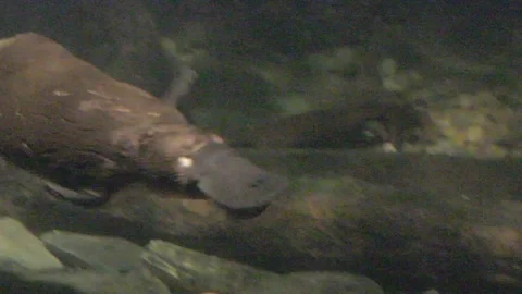 Platypus Swimming Underwater Stock Footage