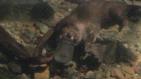 Platypus Swimming Underwater Stock Footage 86665341