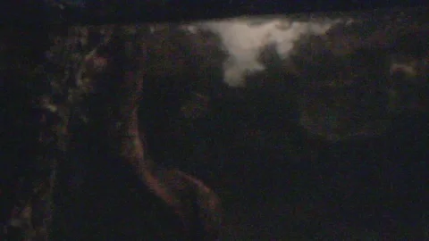 Platypus Swimming Underwater Stock Footage 86665348