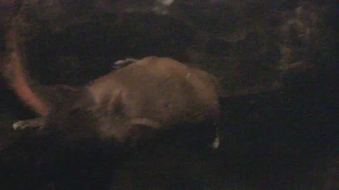 Platypus Swimming Underwater Stock Footage 86665363