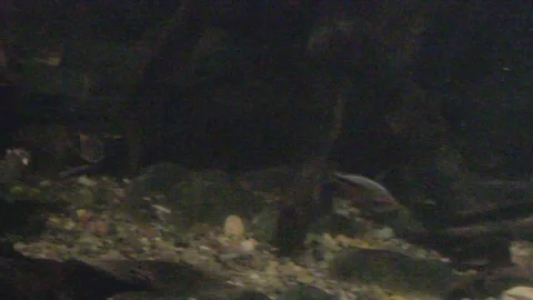 Platypus Swimming Underwater Stock Footage 86665366
