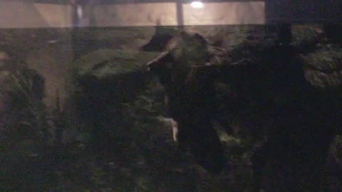 Platypus Swimming Underwater Stock Footage 86665369