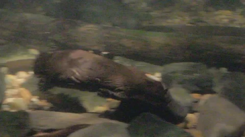 Platypus Swimming Underwater Stock Footage 86665378