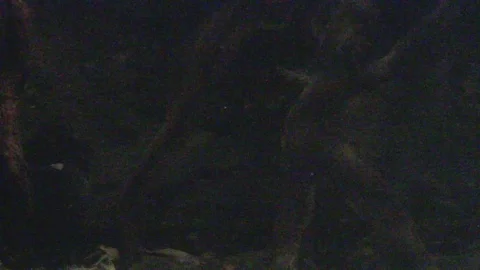 Platypus Swimming Underwater Stock Footage 86665387
