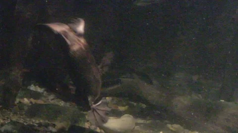 Platypus Swimming Underwater Stock Footage 86665388