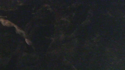 Platypus Swimming Underwater Stock Footage 86665391