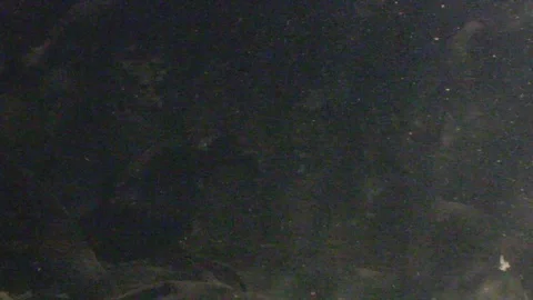 Platypus Swimming Underwater Stock Footage 86665396