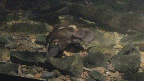 Platypus Swimming Underwater Stock Footage 86665398