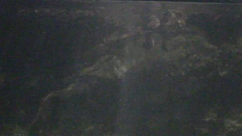 Platypus Swimming Underwater Stock Footage 86665408