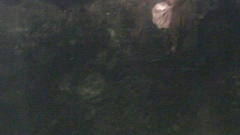 Platypus Swimming Underwater Stock Footage 86665418