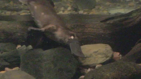 Platypus Swimming Underwater Stock Footage 86665423
