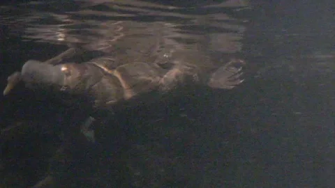 Platypus Swimming Underwater Stock Footage 86665429