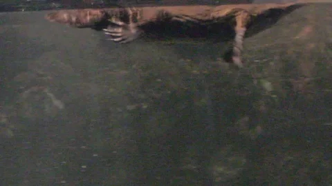 Platypus Swimming Underwater Stock Footage 86665439