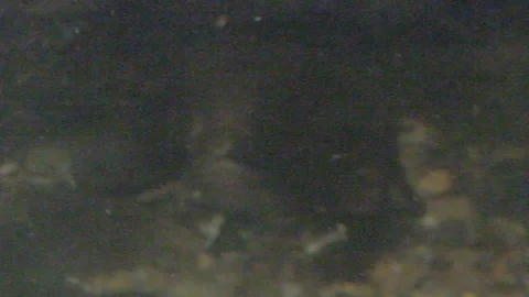 Platypus Swimming Underwater Stock Footage 86665471