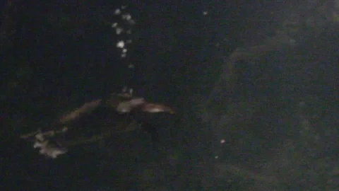 Platypus Swimming Underwater Stock Footage 86665642