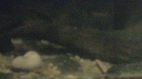 Platypus Swimming Underwater Stock Footage 86665648