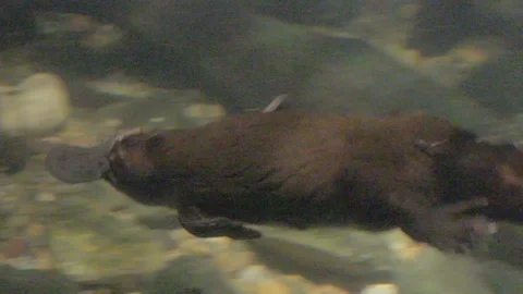 Platypus Swimming Underwater Stock Footage 86665698