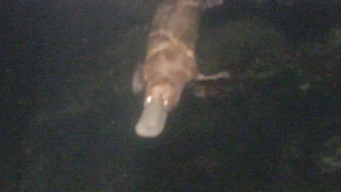 Platypus Swimming Underwater Stock Footage 86665699