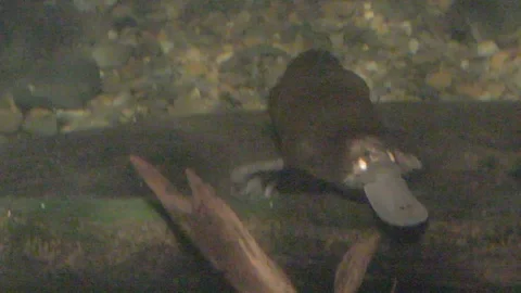 Platypus Swimming Underwater Stock Footage 86665717