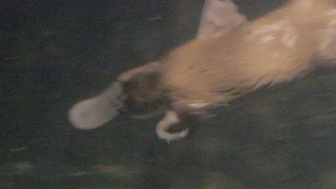 Platypus Swimming Underwater Stock Footage 86665723