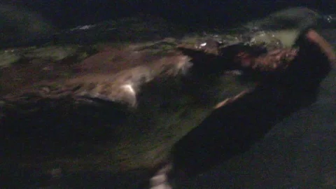 Platypus Swimming Underwater Stock Footage 86665731