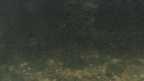 Platypus Swimming Underwater Stock Footage 86665797