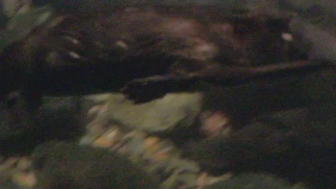 Platypus Swimming Underwater Stock Footage 86665800