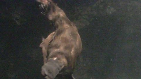 Platypus Swimming Underwater Stock Footage 86665832