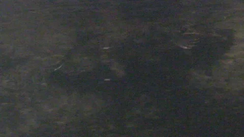 Platypus Swimming Underwater Stock Footage 86665840