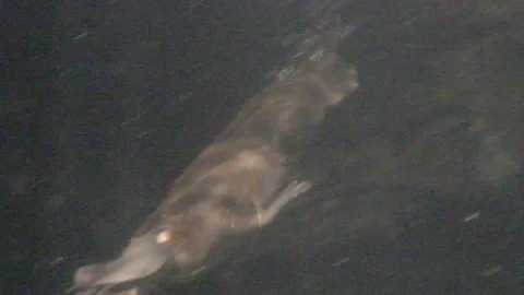 Platypus Swimming Underwater Stock Footage 86665842