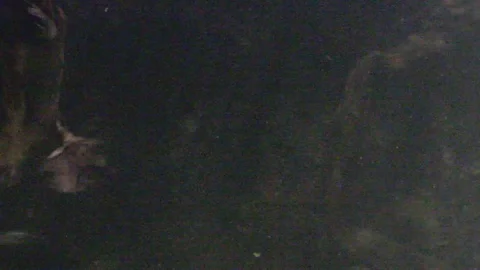 Platypus Swimming Underwater Stock Footage 86665855
