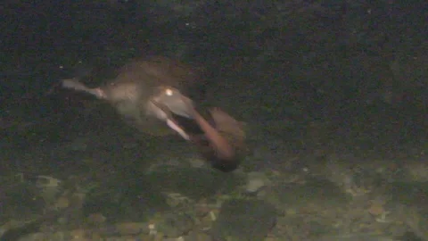 Platypus Swimming Underwater Stock Footage 86665857