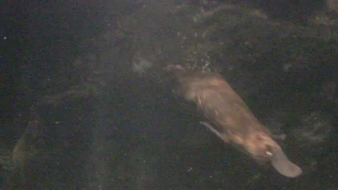 Platypus Swimming Underwater Stock Footage 86665886