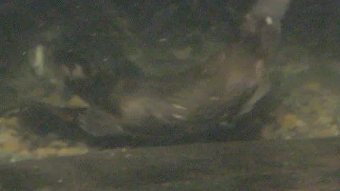 Platypus Swimming Underwater Stock Footage 86665917