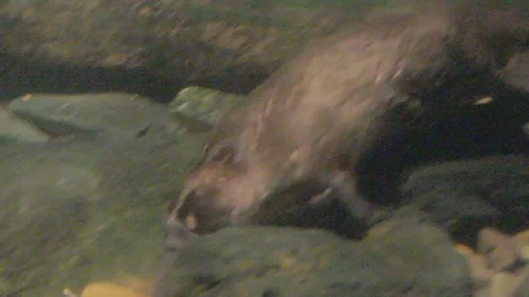 Platypus Swimming Underwater Stock Footage 86665990