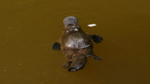 https://images.pond5.com/platypus-swims-lake-australia-footage-092748357_iconl.jpeg