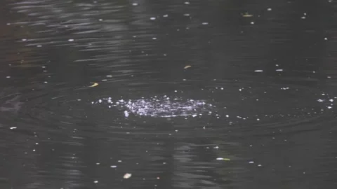 Platypus under water blowing up bubbles and surface swim and dive again Stock Footage 287909530