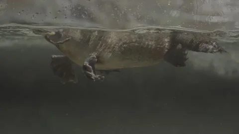 Platypus underwater carries worm to surface slow motion  Vídeos de archivo 331000105