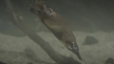 Platypus underwater  dive and foraging slow motion Vídeo Stock 331000148