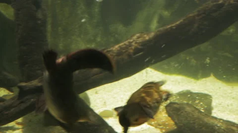 Platypuses chasing Stock Footage 40105674