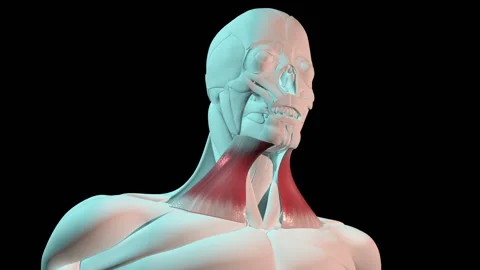 Platysma Muscles Anatomical Position On ... | Stock Video | Pond5