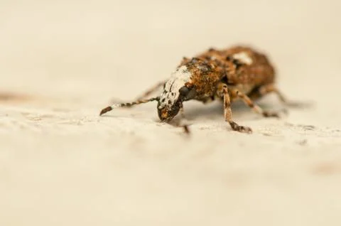 Platystomos albinus Foto stock