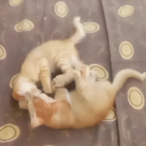 Play all the time 🐈 Stock Footage 208901155