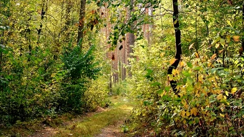 Play of alternating light and shadows in forest Stock Footage 76194634
