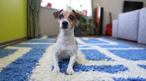 Play ball excited dance Vídeo Stock 45868005