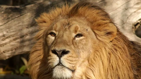 Play of branch shadow on sunlit face of Asian lion close up Stock Footage 46438824