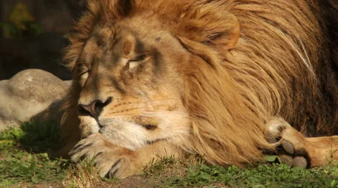 Play of branch shadow on unstable head of dreaming lion Stock Footage 46439741