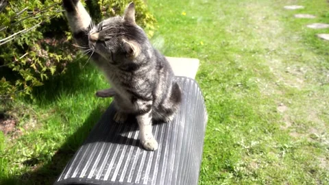 Play cat Stock Footage 145312740