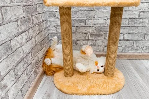 Play complex with a bed and scratching post for cats. Stock Photos