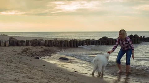 Play With a Dog Video stock 67456332